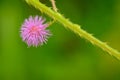 Macro of Mimosa pudica Royalty Free Stock Photo