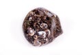 Macro mineral agate fossil fossilized with fossilized turtles on