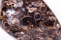 Macro mineral agate fossil fossilized with fossilized turtles on