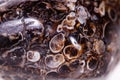 Macro mineral agate fossil fossilized with fossilized turtles on