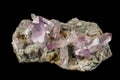 Macro mineral stone Amethyst crystals in rock on a black background Royalty Free Stock Photo