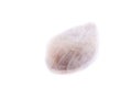 Macro mineral stone Moonstone isolated on white background Royalty Free Stock Photo