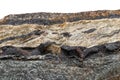 Macro mineral stone Snake eye in the rock a white background Royalty Free Stock Photo