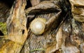 Macro mini brown Snaile on the floor Royalty Free Stock Photo