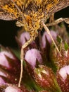 Macro of a mint moth Pyrausta aurata - eye detail