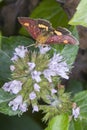 Macro of a mint moth Pyrausta aurata