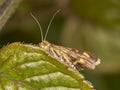 Macro of a mint moth Pyrausta aurata - side view