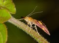 Macro of a mint moth Pyrausta aurata