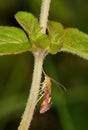 Macro of a mint moth Pyrausta aurata