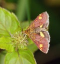 Macro of a mint moth Pyrausta aurata
