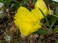 Macro of Missouri evening primrose Oenothera missouriensis with very large, solitary, 4-petaled, bright yellow flowers flowering