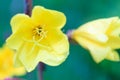 Macro of a Missouri Evening Primrose