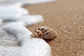 Macro mode. The coastal wave touches a beautiful shell lying on a clean sandy coast