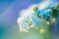 Small white flowers on a blurred background. Field flowers Royalty Free Stock Photo