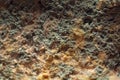 Macro mold background Royalty Free Stock Photo