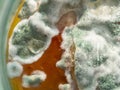 Macro mold and bacterial colonies growing on jam surface, top view