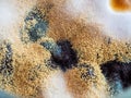 Macro mold and bacterial colonies growing on jam surface, top view, black mold