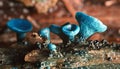 Macro mold fungi