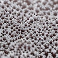 Macro mold in gray color Royalty Free Stock Photo