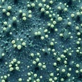 Macro mold in green color Royalty Free Stock Photo