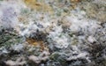 Macro of mold green- white relief background Royalty Free Stock Photo