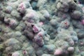 Macro of mold relief Royalty Free Stock Photo