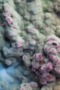 Macro of mold relief Royalty Free Stock Photo