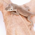 Macro of molting reptile on leaf