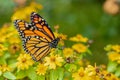 Monarch Butterfly Macro