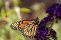 Macro of a monarch butterfly (Danaus plexippus) on a purple flower Royalty Free Stock Photo