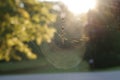 Sunlight Through Spider Web Royalty Free Stock Photo