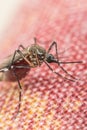 Macro of mosquito (Aedes aegypti) carrier of virus