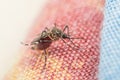 Macro of mosquito (Aedes aegypti) carrier of virus