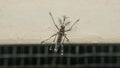 Macro of mosquito (Aedes aegypti) carrier of virus