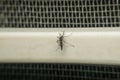 Macro of mosquito (Aedes aegypti) carrier of virus