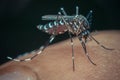 Macro of mosquito (Aedes aegypti) sucking blood Royalty Free Stock Photo