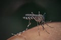 Macro of mosquito (Aedes aegypti) sucking blood Royalty Free Stock Photo