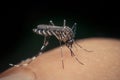 Macro of mosquito (Aedes aegypti) sucking blood Royalty Free Stock Photo