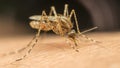 Macro of mosquito (Aedes aegypti) sucking blood