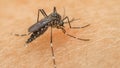 Macro of mosquito (Aedes aegypti) sucking blood Royalty Free Stock Photo