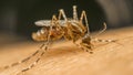 Macro of mosquito (Aedes aegypti) sucking blood