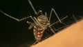 Macro of mosquito (Aedes aegypti) sucking blood