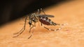 Macro of mosquito (Aedes aegypti) sucking blood Royalty Free Stock Photo