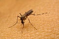 Macro of mosquito Aedes aegypti sucking blood close up on the