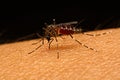 Macro of mosquito Aedes aegypti sucking blood close up on the Royalty Free Stock Photo