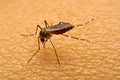 Macro of mosquito Aedes aegypti sucking blood close up on the Royalty Free Stock Photo