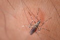 Macro of mosquito Aedes aegypti sucking blood