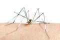 Macro of mosquito on skin and mosquitoes are sucking blood. Royalty Free Stock Photo