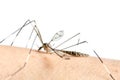 Macro of mosquito on skin and mosquitoes are sucking blood. Royalty Free Stock Photo