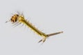 Macro of mosquito larva